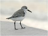 1126_27_Sanderling.jpg