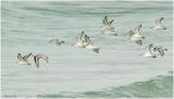 1126_33_Sanderlings.jpg