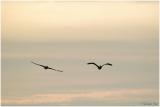 1126_39_Pelicans.jpg
