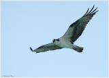 1126_47_Osprey.jpg