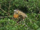 P7080834-Iguana1.JPG