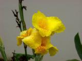 P7091025-CanaLily.jpg