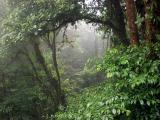 P7101202-CloudForest.jpg