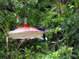 P7101301-Hummingbird5.JPG