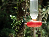 P7101316-Hummingbird6.JPG