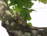 P7111649-Iguana.jpg