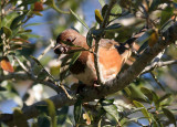 103-Pipilo-21-Eastern-Towhee.jpg