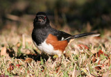 103-Pipilo-23-Eastern-Towhee.jpg