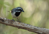 105-Amphispiza-11-Black-throated-Sparrow.jpg