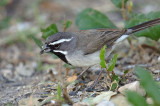 105-Amphispiza-13-Black-throated-Sparrow.jpg