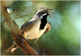 105-Amphispiza-15-Black-throated-Sparrow.jpg