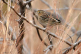 113-Ammodramus-21-Grasshopper-Sparrow.jpg
