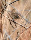 113-Ammodramus-23-Grasshopper-Sparrow.jpg