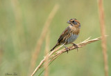 113-Ammodramus-33-Nelsons-Sharp-tailed-Sparrow.jpg