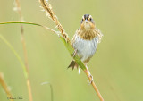 113-Ammodramus-35-Nelsons-Sharp-tailed-Sparrow.jpg