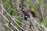 113-Ammodramus-61-Seaside-Sparrow.jpg