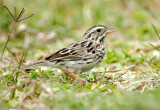 115-Passerculus-11-Savannah-Sparrow.jpg
