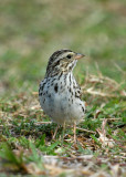 115-Passerculus-13-Savannah-Sparrow.jpg