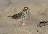 115-Passerculus-23-Savannah-Sparrow.jpg