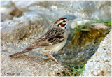 117-Chondestes-11-Lark-Sparrow.jpg