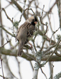 119-Zonotrichia-13-Harris-Sparrow.jpg