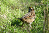 119-Zonotrichia-21-Golden-crowned-Sparrow.jpg