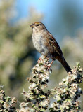 119-Zonotrichia-23-Golden-crowned-Sparrow.jpg