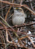 119-Zonotrichia-31-White-throated-Sparrow.jpg