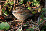 119-Zonotrichia-35-White-throated-Sparrow.jpg