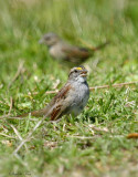 119-Zonotrichia-37-White-throated-Sparrow.jpg