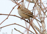 119-Zonotrichia-43-White-crowned-Sparrow.jpg