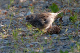 123-Passerella-11-Fox-Sparrow.jpg