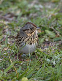 131-Melospiza-21-Lincolns-Sparrow.jpg