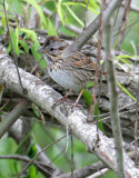 131-Melospiza-23-Lincolns-Sparrow.jpg