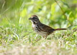 131-Melospiza-33-Song-Sparrow.jpg