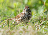 131-Melospiza-35-Song-Sparrow.jpg