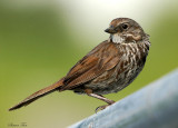 131-Melospiza-39-Song-Sparrow.jpg