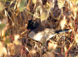 135-Junco-11-Dark-eyed-Junco.jpg