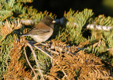 135-Junco-13-Dark-eyed-Junco.jpg