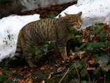 M gatto selvatico_5309.jpg