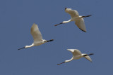 Spatola (Platalea leucorodia)