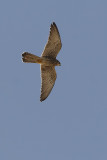 Gheppio (Falco tinnunculus)