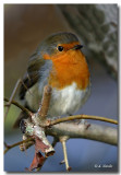 Pettirosso (Erithacus rubecula)