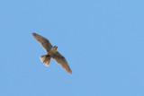 Lanario (Falco biarmicus feldeggi)