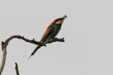 Gruccione (Merops apiaster)