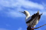 Red-footed Booby