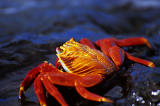 Sally Lightfoot Crab