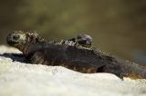 Lounging Iguanas