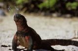 Spitting Iguana