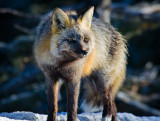 Rainier fox